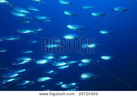 Shoal raidallinen makrillia (Rastrelliger kanagurta)
