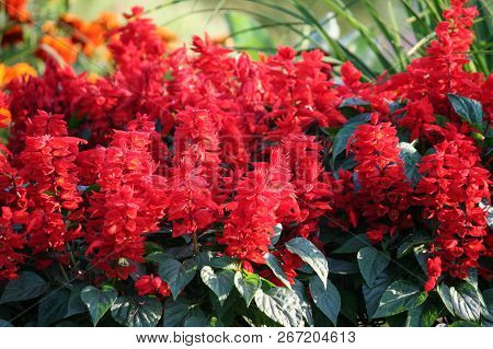 Plant Variety Salvia Divinorum,  Bright Red Flowers In Full Bloom In A Flowerbed In The Garden, Gree