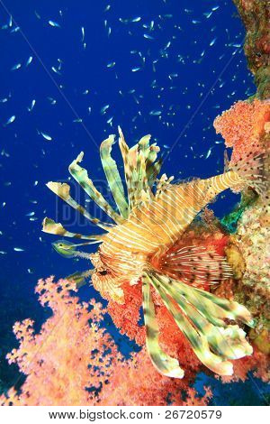 ปลาสิงโตและ Glassfish