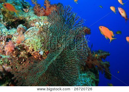 Gorgonií Hydroid Coral