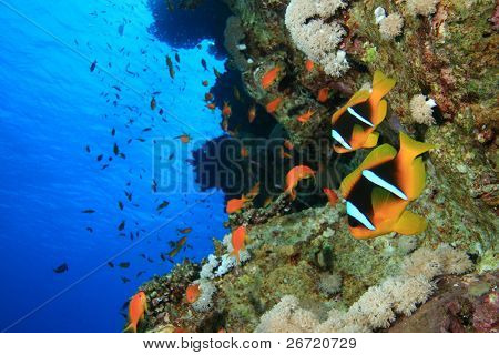 zwei Anemonenfisch (Amphiprion Bicinctus)