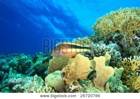 Szeplős Hawkfish (Paracirrhites forsteri) ült a korallzátony