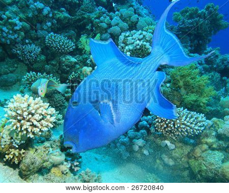Blue Triggerfish eats a Sea Urchin