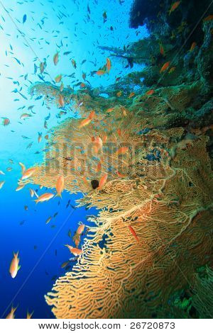 Gorgonian Fan koraller og Lyretail Anthias