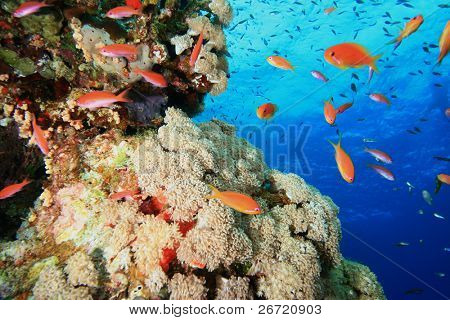 Anthias und Xenid Weichkorallen