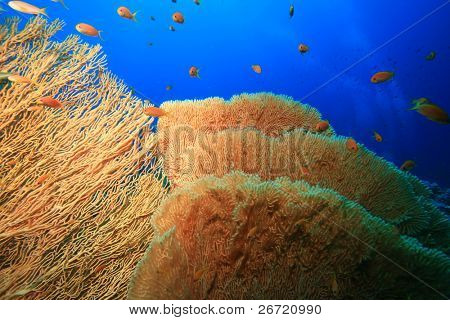 Gorgonian Fan Coral (Annella mollis)