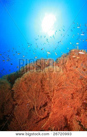 Gorgonian Fan Coral (Annella mollis)