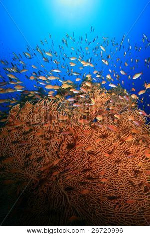 Gorgonian Fan Coral (Annella mollis)
