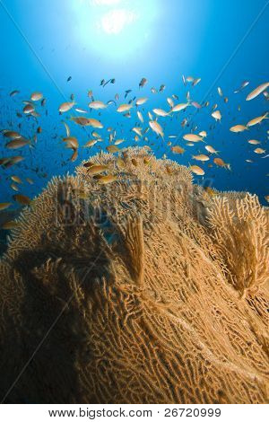 Gorgonian Fan Coral og Lyretail Anthias i det Røde Hav
