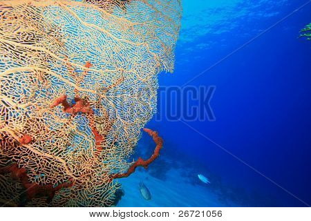 Gorgonian Fan Coral (Annella mollis)