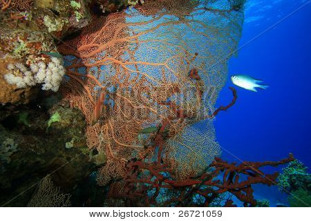Gorgonian Fan Coral (Annella mollis)