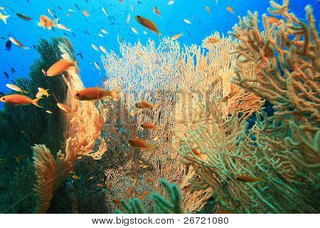 Gorgonian Fan koraller