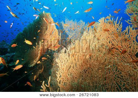 Gorgonian Fan koraller