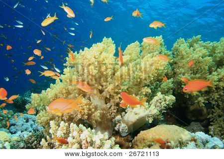 Corallo molle (Nephtheidae) e Castagnole