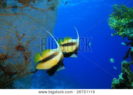 Para z Morza Czerwonego do częstych (Heniochus intermedius)