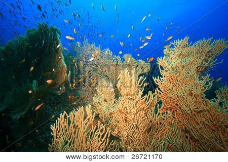Gorgonian Fan koraller