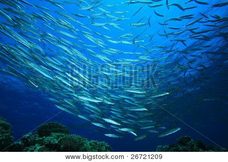 Hejno Yellowtail Barracuda (Sphryaena flavicauda) v Rudém moři
