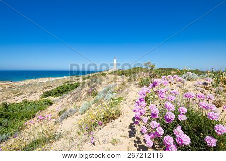 Flowers, Plants, Shrub, And Atlantic Ocean Next To The Lighthouse Of Trafalgar Cape Natural Park, Ne