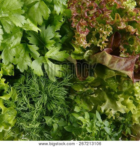 Fresh Aromatic Culinary Herbs As A Background. Lettuce, Dill, Leaf Celery And Small Leaved Basil. Ki