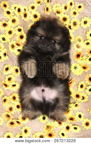 Tiny Spitz Puppy Lying Belly Up Against The Background Of Sunflower Flowers. Baby Animal Theme