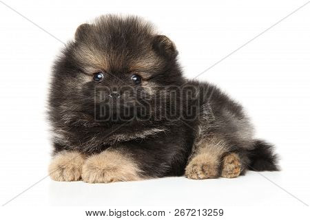 Cute Zwerg Spitz Puppy On White Background. Baby Animal Theme