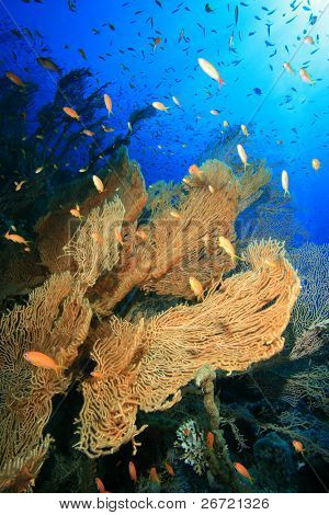 Gorgonian Fan koraller (Annella mollis) og Lyretail Anthias
