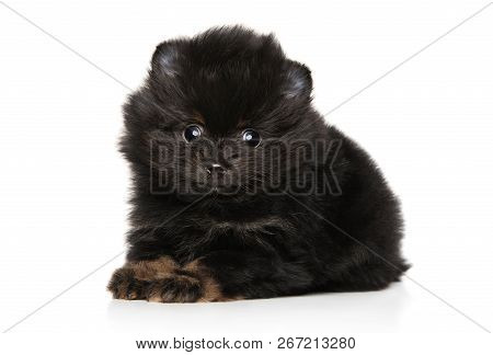 Close-up Of Black Zwerg Spitz Puppy On White Background