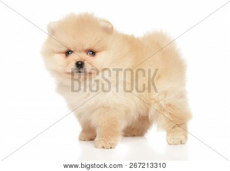 Tiny Spitz Puppy In Stand On White Background. Baby Animal Theme