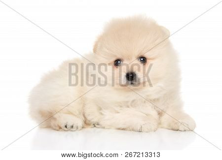 Tiny Spitz Puppy Lying Down On White Background