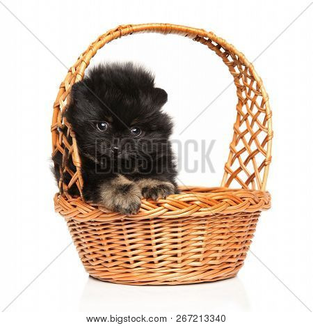 Tiny Spitz Puppy In Wicker Basket On White Background. Baby Animal Theme