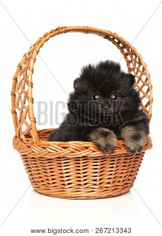 Cute Tiny Spitz Puppy Sits In Wicker Basket On White Background