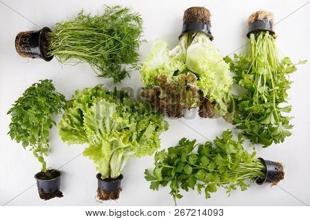 Fresh Aromatic Culinary Herbs In Black Small Pots On White Background. Lettuce, Dill, Leaf Celery An