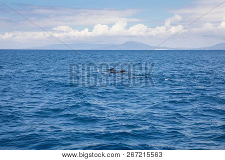 Distant Pilot Whales Swimming In Atlantic Ocean In Front Of Spanish Coastline