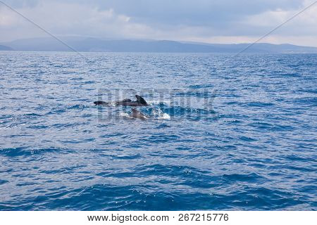Herd Of Pilot Whales Swimming In Atlantic Ocean