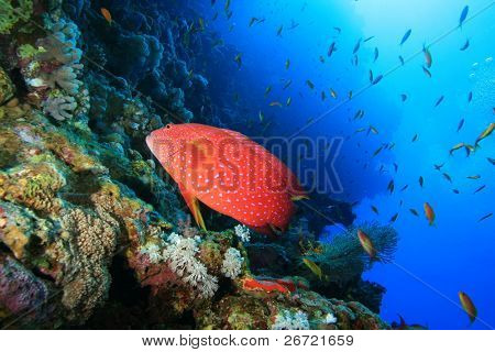 Lyretail havaborre (Variola louti)