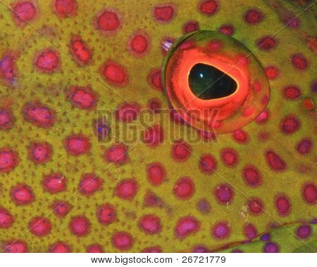 Lyretail ハタ （天然痘 louti） の目