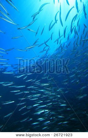 Hejno Yellowtail Barracuda (Sphryaena flavicauda)