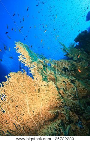 Gorgonian Fan Coral