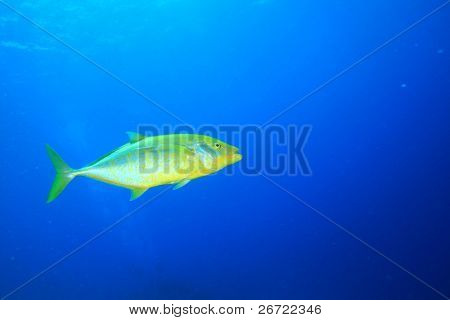 Lepomis Trevally (Carangoides bajad) op blauwe achtergrond