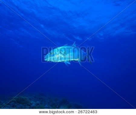 Gele gestippelde Trevally (Carangoides fulvoguttatus)