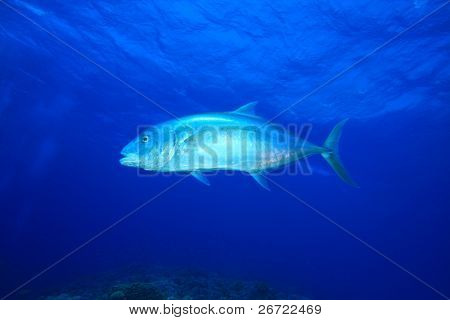 Gele gestippelde Trevally (Carangoides fulvoguttatus)