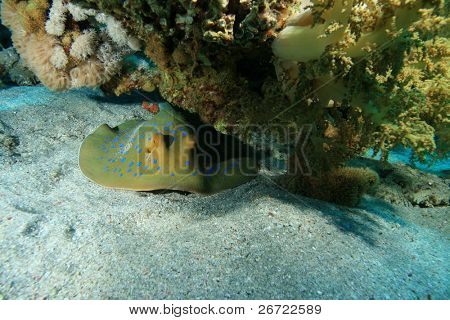 Bluespotted Stingray (Taeniura lymma)