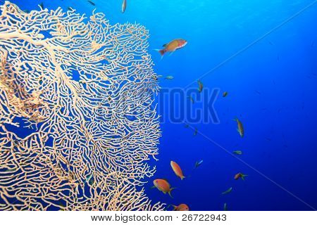Gorgonian Fan koraller og Anthias