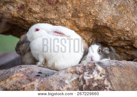 This Is A Rabbit Sitting On Green Grass