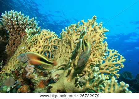 Szeplős Hawkfish (Paracirrhites forsteri)