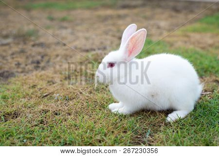 This Is A White Rabbit Sitting On Green Grass