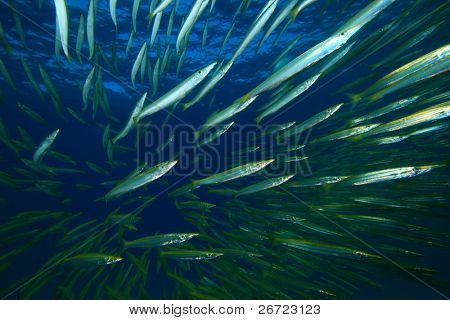 Shoal sarı Barracuda