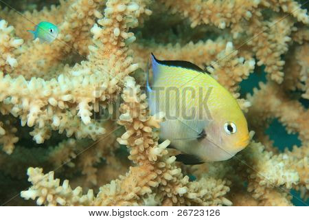 Røde Hav Dascyllus (Dascyllus marginatus)