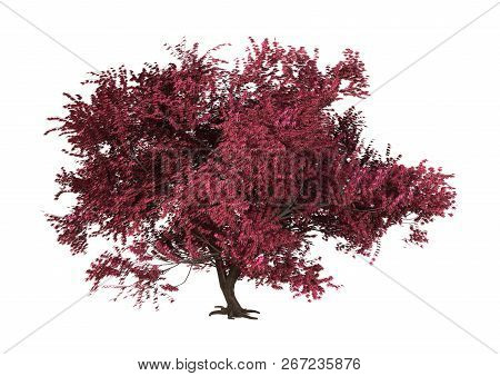 3d Rendering Of A Red Momiji Tree Isolated On White Background