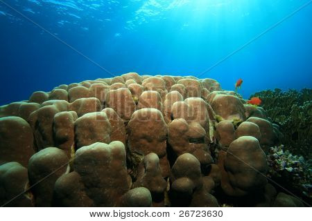 Porites Coral